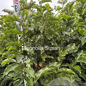 Magnolia 'Susan' 100-125 cm met kluit