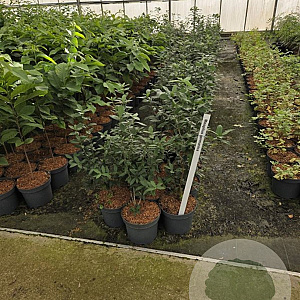 Mespilus germanica 60-80 cm 5,0L
