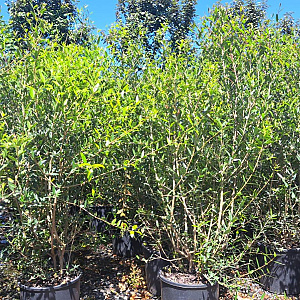 Phillyrea angustifolia 100-125 cm 12L