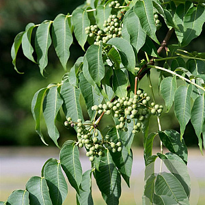 Phellodendron amurense sachalinense 125-150 cm 12L