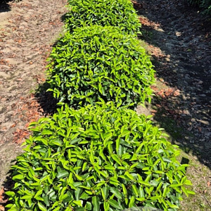 Prunus l. 'Angustifolia' 70 cm met kluit bol