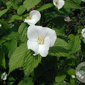 Rhodotypos scandens 40-50 cm 5,0L