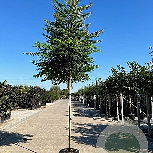 Rhus typhina 60-80 cm 7,5L