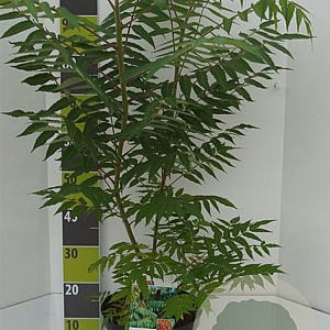 Rhus typhina GM 7,5L