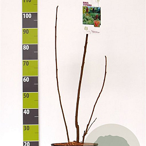 Rhus typhina GM 7,5L