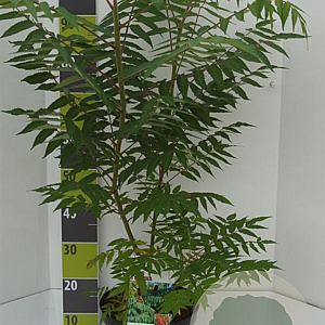 Rhus typhina GM 7,5L