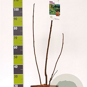 Rhus typhina GM 7,5L