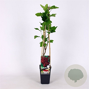 Ribes r. 'Rovada' 70 cm 2,0L