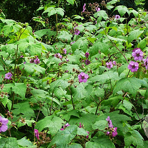 Rubus odoratus 40-60 cm 5,0L