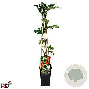 Sorbus auc. 'Krasnaja Krupnaja' 70 cm 2,0L