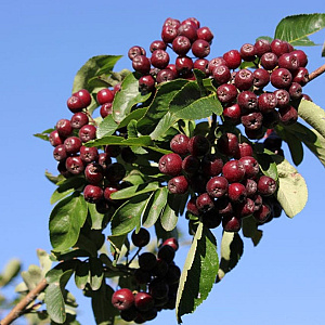 Sorbus 'Burka' 70 cm 2,0L
