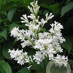 Syringa josikaea 'Holger' 125-150 cm met kluit