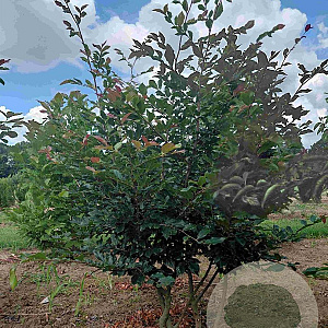 Sycoparrotia semidec. 'Purple Haze' 175-200 cm met kluit solitair