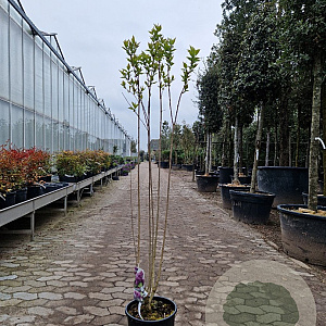 Syringa v. 'Charles Joly' 125-150 cm 12L