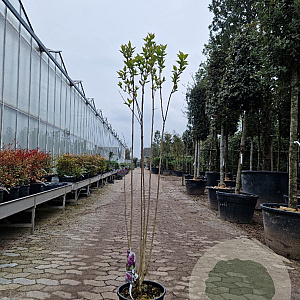 Syringa v. 'Charles Joly' 125-150 cm 12L