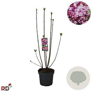 Syringa v. 'Katherine Havemeyer' 80-100 cm 12L kegel