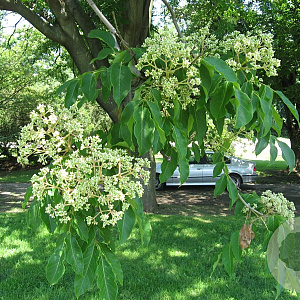 Tetradium daniellii hupehensis 175-200 cm met kluit