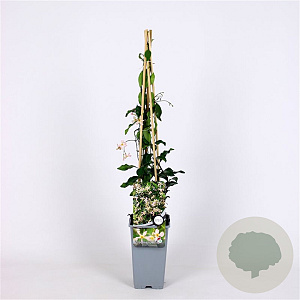 Trachelospermum j. 'Pink Showers' 70 cm 2,0L