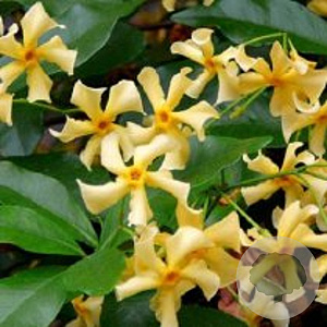 Trachelospermum j. Star of Toscane 150-175 cm 5,0L