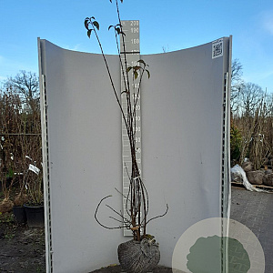 Viburnum bodn. 'Dawn' 150-175 cm met kluit