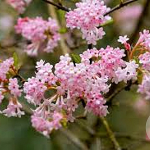 Viburnum bodn. 'Dawn' 175-200 cm met kluit
