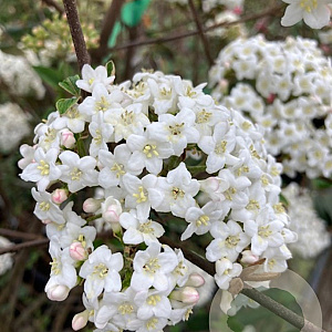 Viburnum burkwoodii 125-150 cm met kluit