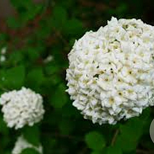 Viburnum carlesii 50-60 cm met kluit