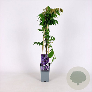 Wisteria sinensis 'Caroline' 70 cm 2,0L