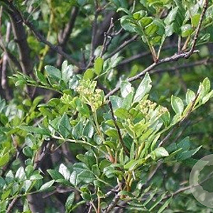 Zanthoxylum schinifolium 60-80 cm met kluit