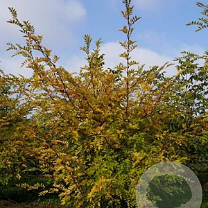 Zanthoxylum simulans 100-125 cm met kluit