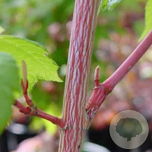 Acer pensylvanicum 100-125 cm 12L