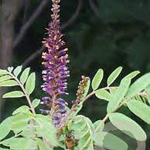 Amorpha fruticosa 80-100 cm 12L kegel