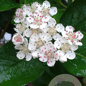 Aronia prunifolia 'Viking' 70 cm 2,0L