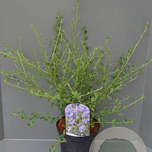 Ceanothus 'Concha' 70 cm 2,0L