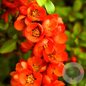 Chaenomeles j. 'Cido' 70 cm 2,0L