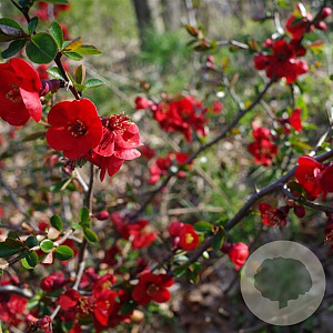 Chaenomeles sup. 'Crimson and Gold' 80-100 cm met kluit