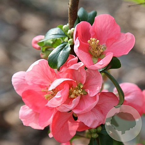 Chaenomeles sup. 'Pink Lady' 80-100 cm met kluit