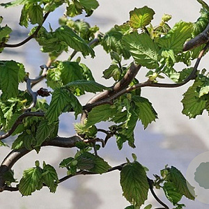 Corylus a. Medusa 100 cm stam met kluit