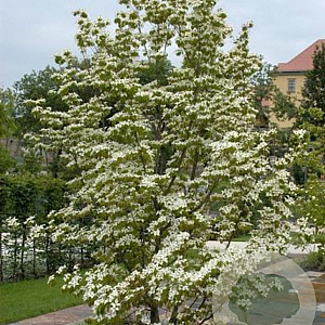 Cornus kousa 100-125 cm met kluit solitair