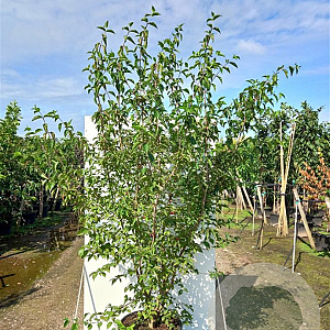 Cornus mas 175-200 cm 25L solitair