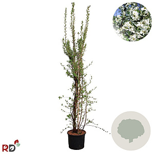 Exochorda racem. Blushing Pearl 150-175 cm 15L