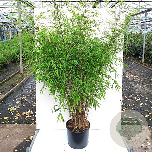 Fargesia angustissima 50-60 cm 5,0L