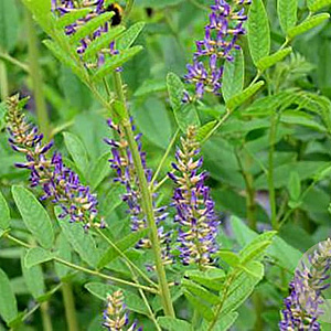 Glycyrrhiza uralensis GM 1.5