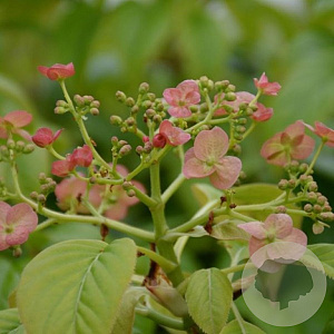 Hydrangea a. 'Crug Coral' 50-60 cm 7,5L