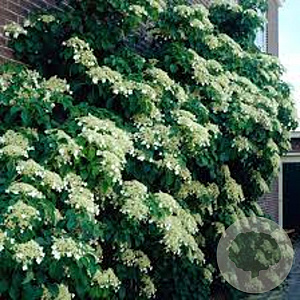Hydrangea anomala petiolaris 200-225 cm met kluit