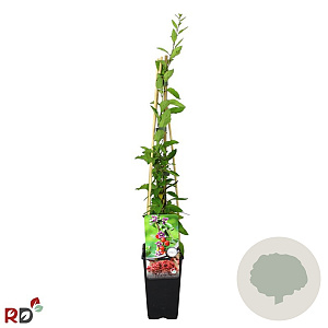 Lycium barbarum 'Instant Success' 70 cm 2,0L