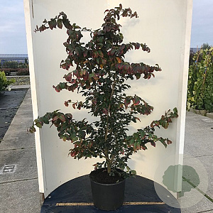 Parrotia persica 'Bella' 175-200 cm met kluit solitair