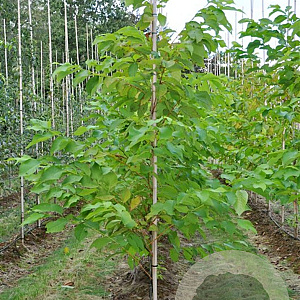 Pterostyrax hispida 80-100 cm 7,5L