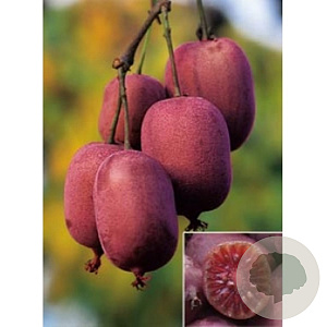 Actinidia a. 'Ken's Red' 50-60 cm 3,0L