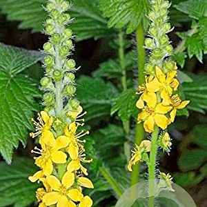 Agrimonia eupatoria GM P9 BIO